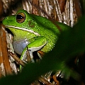 Whilte-lipped Treefrog calling<br />Canon EOS 6D + EF400 F5.6L + SPEEDLITE 580EXII + Better Beamer